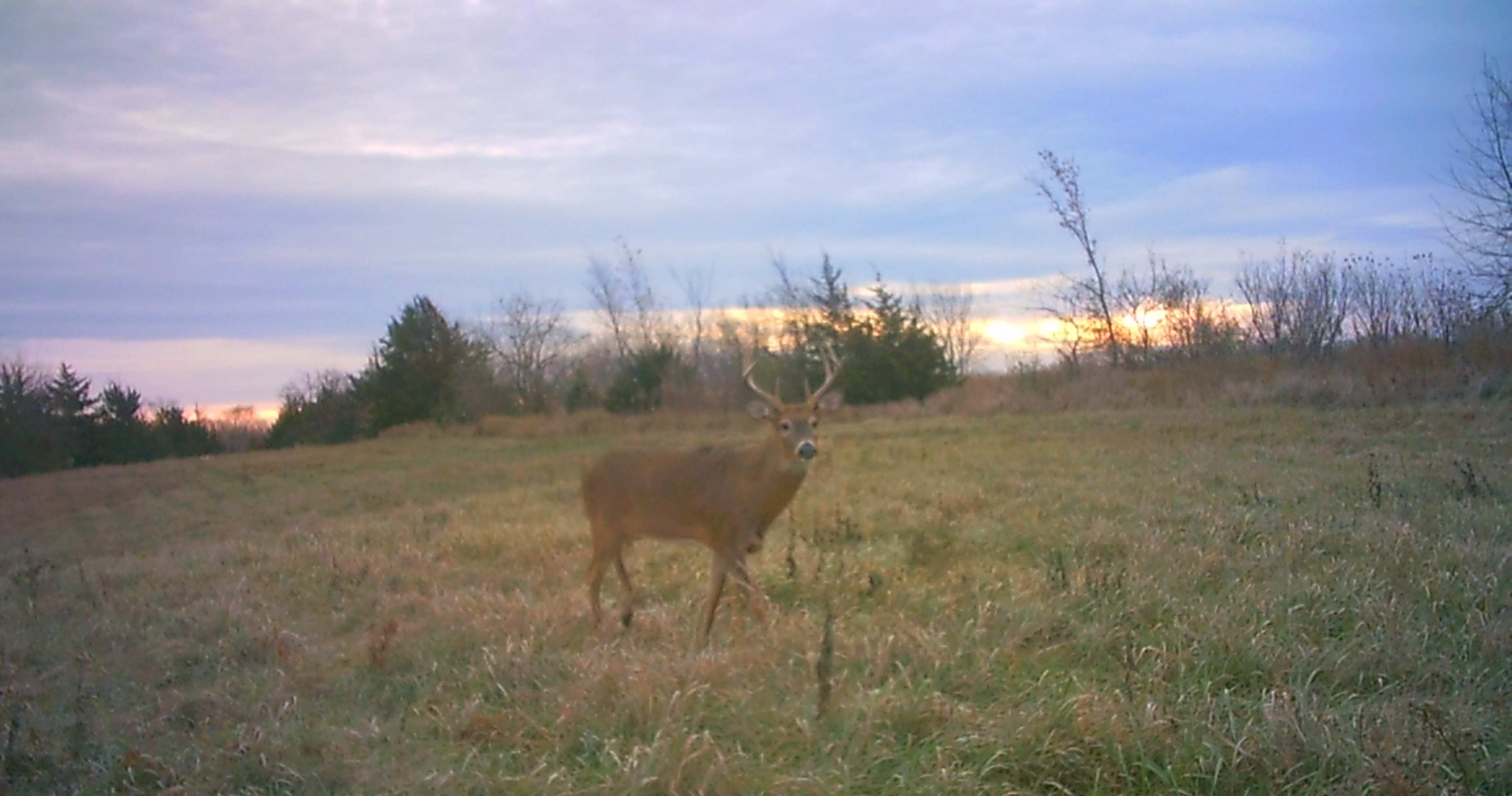 Listing Photo: bigger deer patties